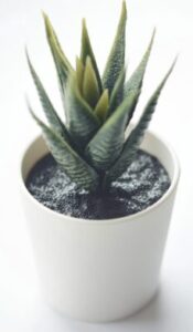 succulent, aloe vera, plastic