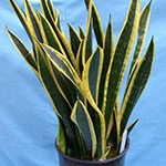 snake plant