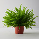 Boston fern