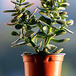 jade plant