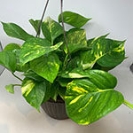 pothos plant