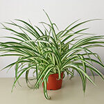 spider plant