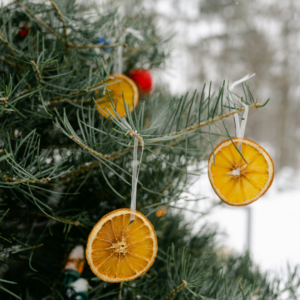 orange slices hanging from tree branch